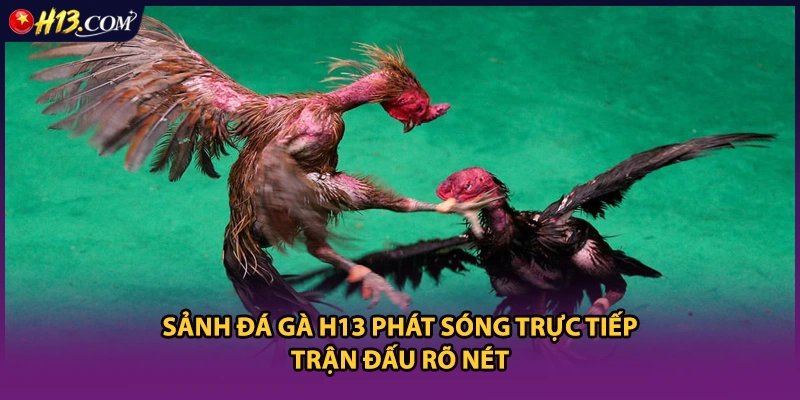 Sảnh đá gà H13 phát sóng trực tiếp trận đấu rõ nét